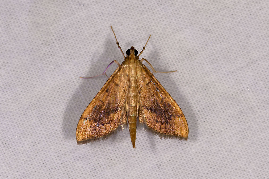 Herpetogramma sp., Andasibe, Madagascar Updated ID by Maik Bippus. Africa,Andasibe,Geotagged,LepiLED,Madagascar,Madagascar 2019,Winter,World
