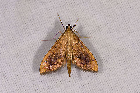 Herpetogramma sp., Andasibe, Madagascar Updated ID by Maik Bippus. Africa,Andasibe,Geotagged,LepiLED,Madagascar,Madagascar 2019,Winter,World