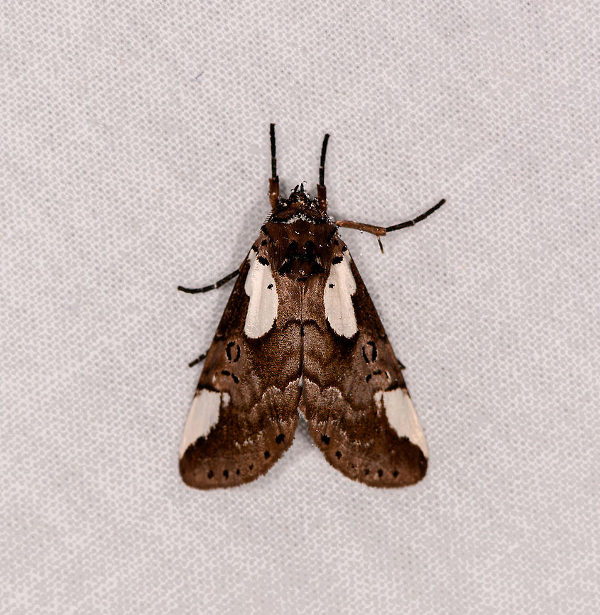 Euthyatira, Andasibe, Madagascar Same individual as posted a few days back yet this shot has a better quality, so have deleted the other one. Africa,Andasibe,Callicereon heterochroa,Geotagged,LepiLED,Madagascar,Madagascar 2019,Winter,World