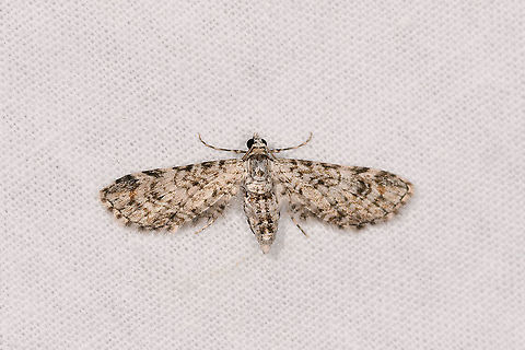 Eupithecia sp., Andasibe, Madagascar  Africa,Andasibe,Geotagged,LepiLED,Madagascar,Madagascar 2019,Winter,World