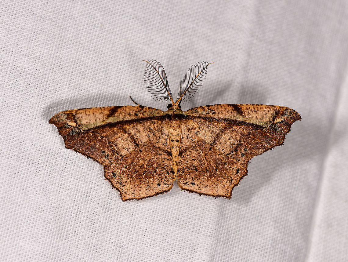 Pointy-winged moth, Andasibe, Madagascar Erastria.<br />
<br />
PS: this is my 10,000th photo on JD. You just witnessed the celebration of it, I hope you liked the party. Now carry on. Africa,Andasibe,Geotagged,LepiLED,Madagascar,Madagascar 2019,Winter,World