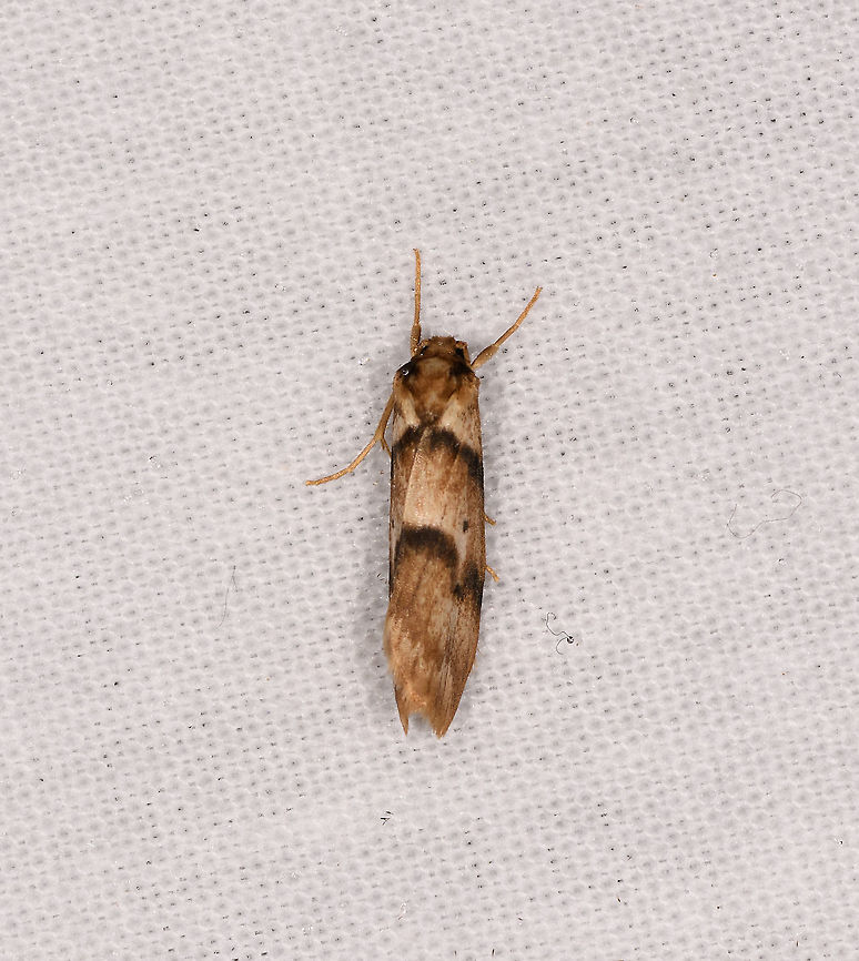 Lichen moth, Andasibe, Madagascar  Africa,Andasibe,Geotagged,LepiLED,Madagascar,Madagascar 2019,Winter,World