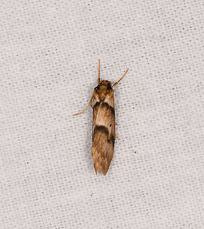 Lichen moth, Andasibe, Madagascar  Africa,Andasibe,Geotagged,LepiLED,Madagascar,Madagascar 2019,Winter,World