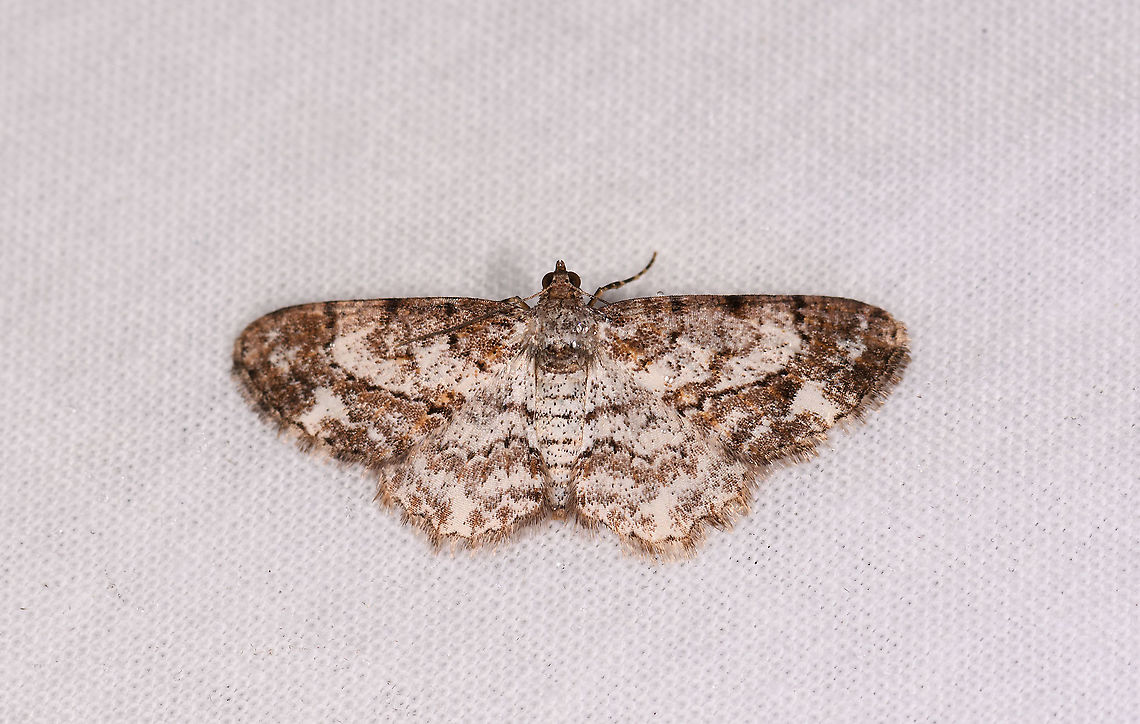 Cleora sp., Andasibe, Madagascar  Africa,Andasibe,Geotagged,LepiLED,Madagascar,Madagascar 2019,Winter,World