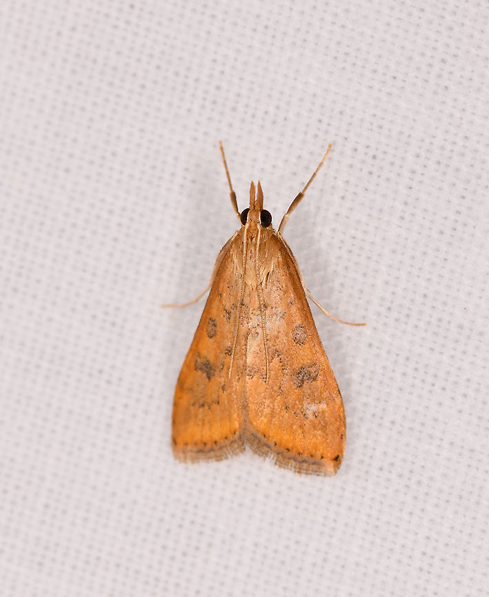 Udea ferrugalis, Andasibe, Madagascar ID confirmed by Maik Bippus. Africa,Andasibe,Geotagged,LepiLED,Madagascar,Madagascar 2019,Udea ferrugalis,Winter,World