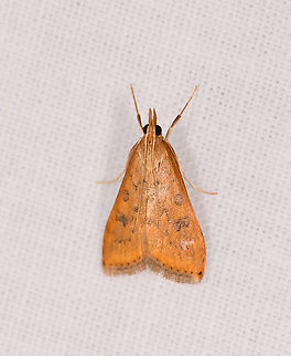 Udea ferrugalis, Andasibe, Madagascar ID confirmed by Maik Bippus. Africa,Andasibe,Geotagged,LepiLED,Madagascar,Madagascar 2019,Udea ferrugalis,Winter,World