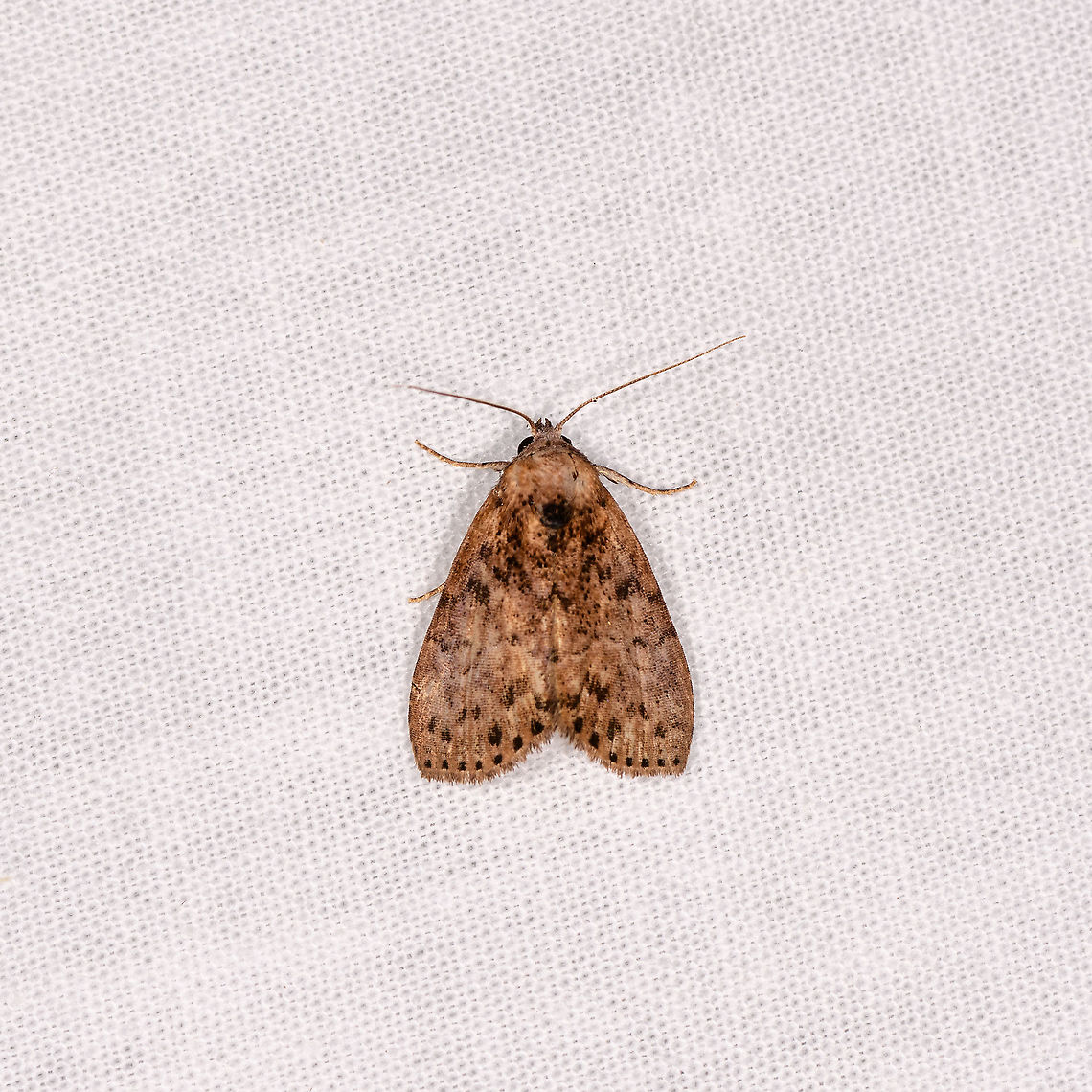 Brown moth with black squares, Andasibe, Madagascar  Africa,Andasibe,Geotagged,LepiLED,Madagascar,Madagascar 2019,Winter,World