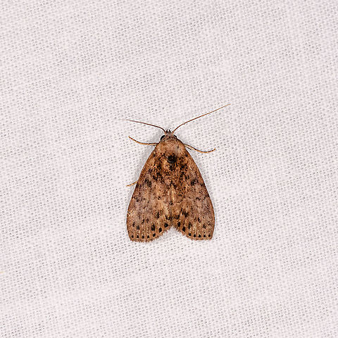 Brown moth with black squares, Andasibe, Madagascar  Africa,Andasibe,Geotagged,LepiLED,Madagascar,Madagascar 2019,Winter,World