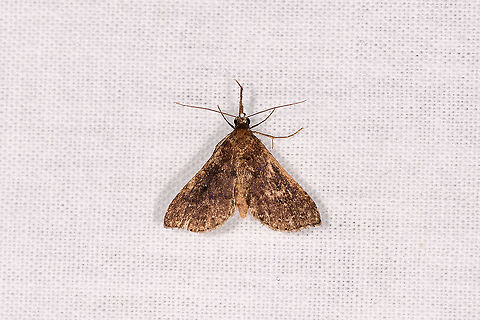 Brown moth, Andasibe, Madagascar  Africa,Andasibe,Geotagged,LepiLED,Madagascar,Madagascar 2019,Winter,World