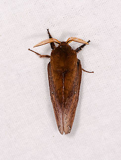 Hairy brown moth, Andasibe, Madagascar Lasiocampidae. Africa,Andasibe,Geotagged,LepiLED,Madagascar,Madagascar 2019,Winter,World