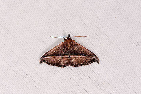 Leaf mimick moth, Andasibe, Madagascar  Africa,Andasibe,Corgatha chopardi,Geotagged,LepiLED,Madagascar,Madagascar 2019,Winter,World