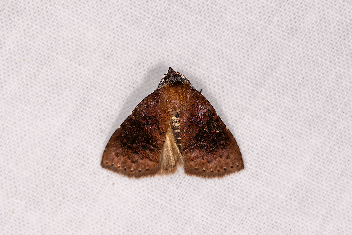 Brown moth banded abdomen, Andasibe, Madagascar  Africa,Andasibe,Geotagged,LepiLED,Madagascar,Madagascar 2019,Winter,World