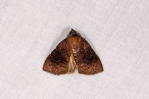 Brown moth banded abdomen, Andasibe, Madagascar  Africa,Andasibe,Geotagged,LepiLED,Madagascar,Madagascar 2019,Winter,World