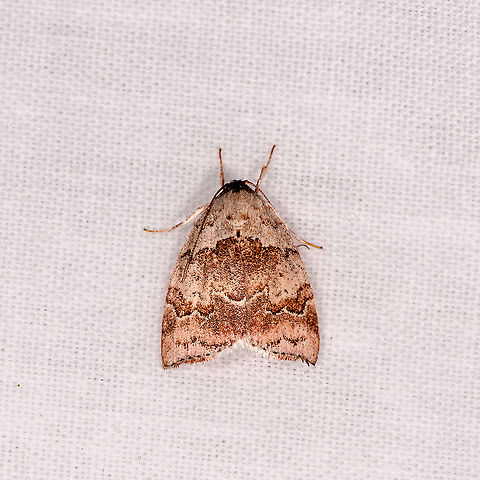 Pale pinkish moth, Andasibe, Madagascar Nolidae. Africa,Andasibe,Geotagged,LepiLED,Madagascar,Madagascar 2019,Winter,World