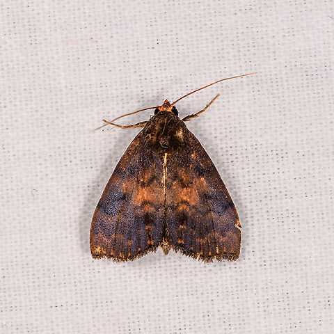 Orange-headed moth, Andasibe, Madagascar Hondrychis sp. Africa,Andasibe,Geotagged,LepiLED,Madagascar,Madagascar 2019,Winter,World