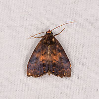 Orange-headed moth, Andasibe, Madagascar Hondrychis sp. Africa,Andasibe,Geotagged,LepiLED,Madagascar,Madagascar 2019,Winter,World