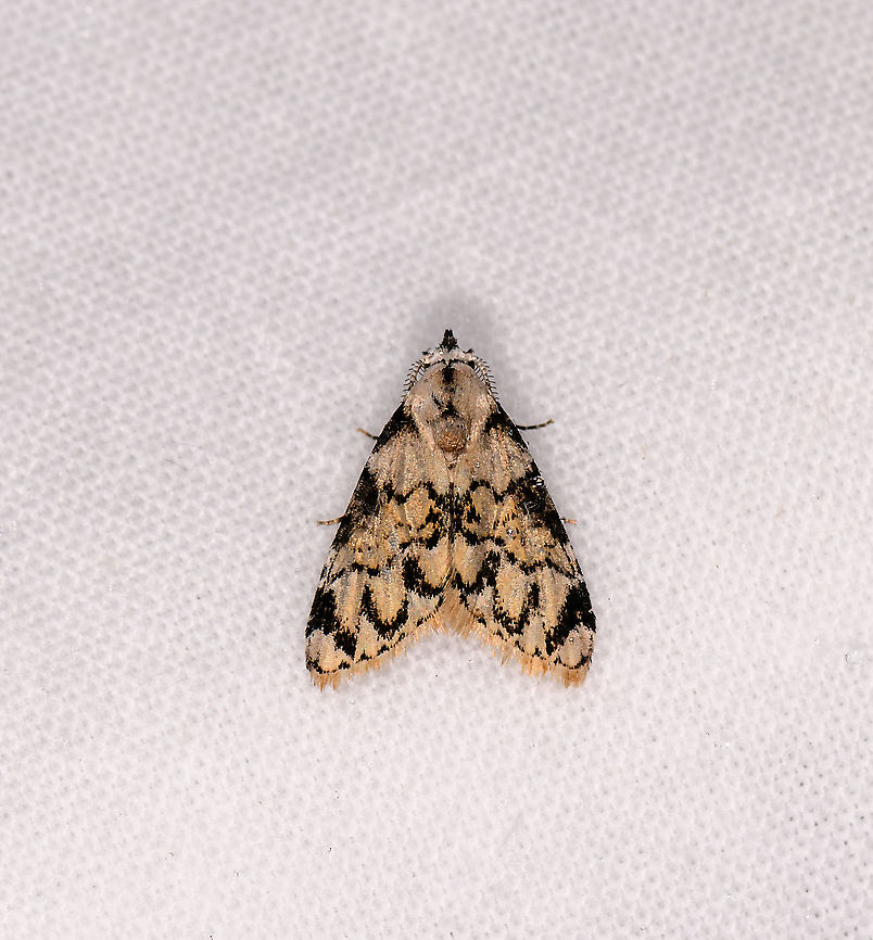 Yellow moth with black patterns, Andasibe, Madagascar  Africa,Andasibe,Geotagged,LepiLED,Madagascar,Madagascar 2019,Meganola venosalis,Winter,World
