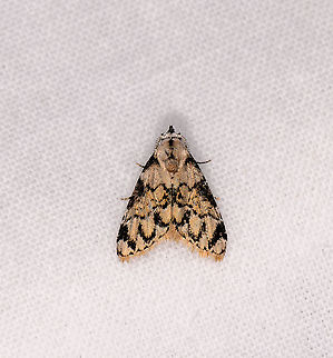 Yellow moth with black patterns, Andasibe, Madagascar  Africa,Andasibe,Geotagged,LepiLED,Madagascar,Madagascar 2019,Meganola venosalis,Winter,World