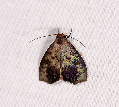 Oily moth, Andasibe, Madagascar  Africa,Andasibe,Geotagged,LepiLED,Madagascar,Madagascar 2019,Winter,World
