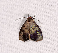 Oily moth, Andasibe, Madagascar  Africa,Andasibe,Geotagged,LepiLED,Madagascar,Madagascar 2019,Winter,World