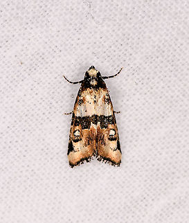 Tiny "eyed" moth, Andasibe, Madagascar  Africa,Andasibe,Geotagged,LepiLED,Madagascar,Madagascar 2019,Winter,World