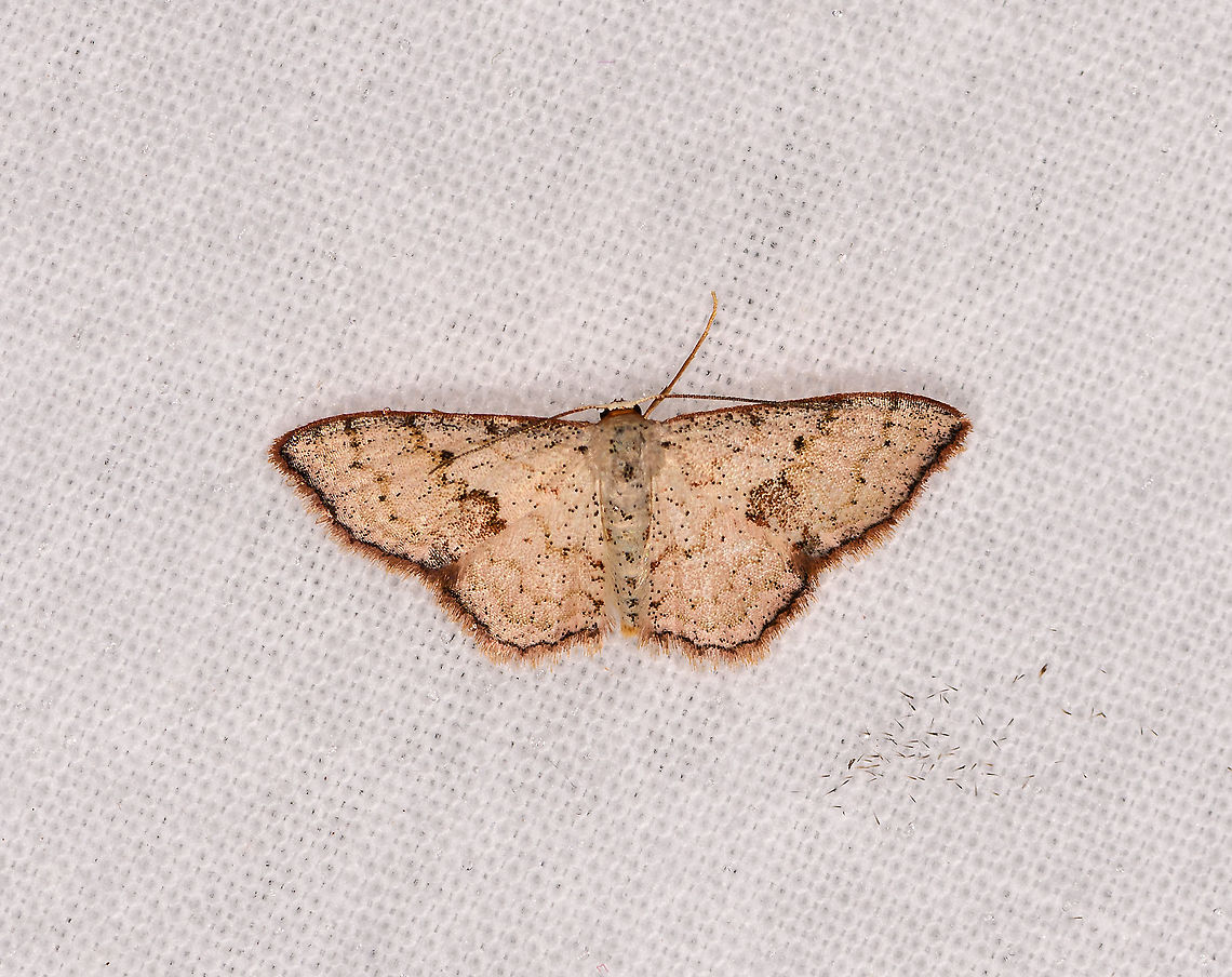 Scopula sp., Andasibe, Madagascar Updated ID by Maik Bippus. Africa,Andasibe,LepiLED,Madagascar,Madagascar 2019,World
