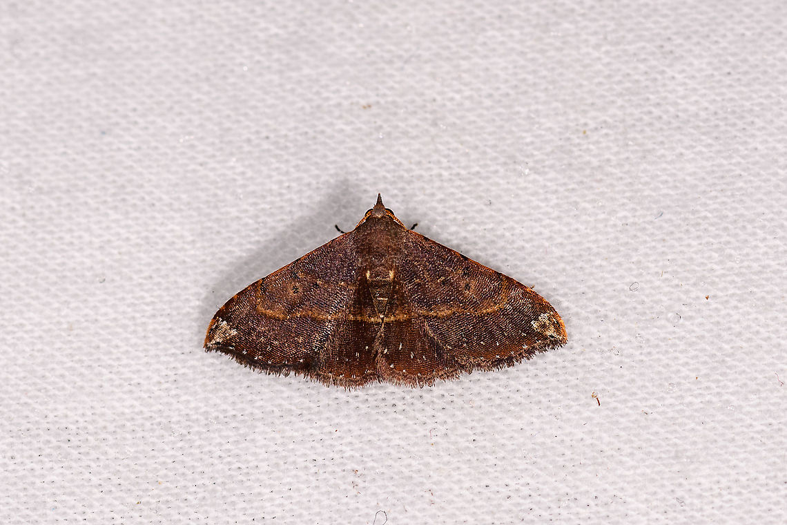 Brown moth orange stripe, Andasibe, Madagascar  Africa,Andasibe,Geotagged,LepiLED,Madagascar,Madagascar 2019,Winter,World