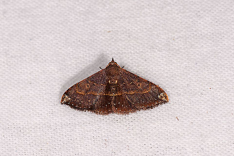 Brown moth orange stripe, Andasibe, Madagascar  Africa,Andasibe,Geotagged,LepiLED,Madagascar,Madagascar 2019,Winter,World