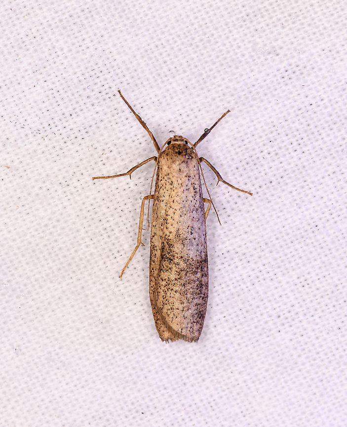 Eilema sp., Andasibe, Madagascar  Africa,Andasibe,Geotagged,LepiLED,Madagascar,Madagascar 2019,Winter,World