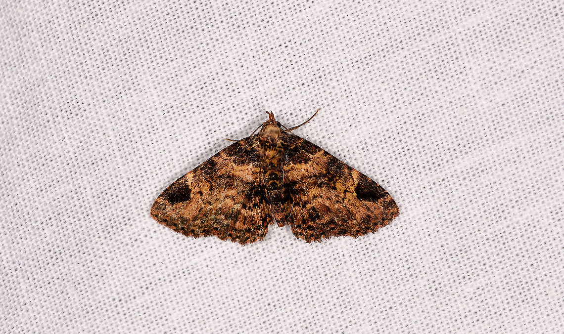 Metalectra? Andasibe, Madagascar  Africa,Andasibe,Geotagged,LepiLED,Madagascar,Madagascar 2019,Winter,World