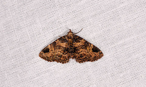 Metalectra? Andasibe, Madagascar  Africa,Andasibe,Geotagged,LepiLED,Madagascar,Madagascar 2019,Winter,World