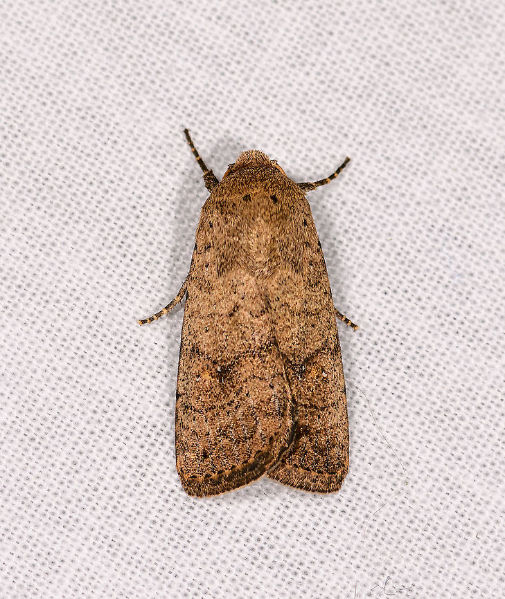 Brown yellow moth, Andasibe, Madagascar Subfamily Noctuinae. Possibly T. Caradrinini &gt;Subt. Athetiina Africa,Andasibe,Geotagged,LepiLED,Madagascar,Madagascar 2019,Winter,World