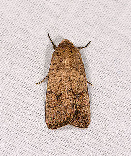 Brown yellow moth, Andasibe, Madagascar Subfamily Noctuinae. Possibly T. Caradrinini >Subt. Athetiina Africa,Andasibe,Geotagged,LepiLED,Madagascar,Madagascar 2019,Winter,World