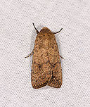 Brown yellow moth, Andasibe, Madagascar Subfamily Noctuinae. Possibly T. Caradrinini >Subt. Athetiina Africa,Andasibe,Geotagged,LepiLED,Madagascar,Madagascar 2019,Winter,World