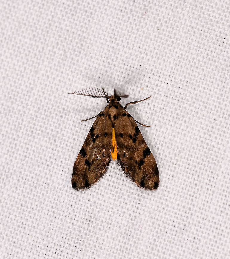 Proxhyle cinerascens, Andasibe, Madagascar  Africa,Andasibe,Geotagged,LepiLED,Madagascar,Madagascar 2019,Proxhyle cinerascens,Winter,World