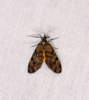 Proxhyle cinerascens, Andasibe, Madagascar  Africa,Andasibe,Geotagged,LepiLED,Madagascar,Madagascar 2019,Proxhyle cinerascens,Winter,World