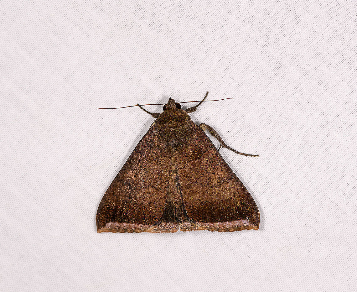 Brown triangular moth, Andasibe, Madagascar Litter moth (Herminiinae). Achaea finita,Africa,Andasibe,Finite achaea,Geotagged,LepiLED,Madagascar,Madagascar 2019,Winter,World