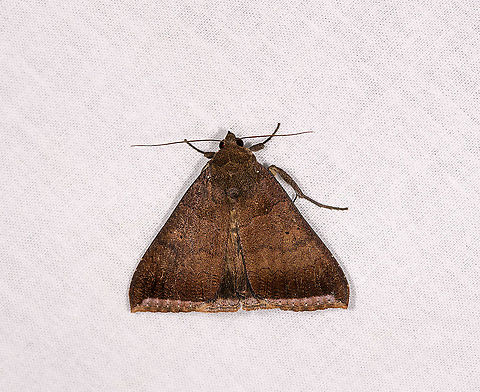 Brown triangular moth, Andasibe, Madagascar Litter moth (Herminiinae). Achaea finita,Africa,Andasibe,Finite achaea,Geotagged,LepiLED,Madagascar,Madagascar 2019,Winter,World