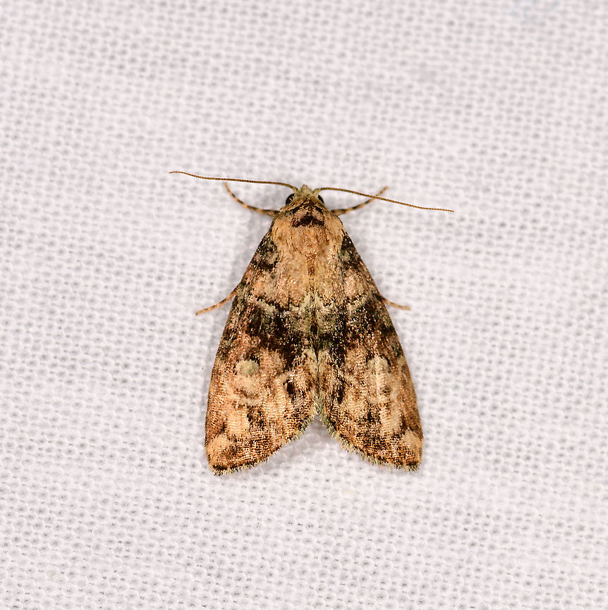 Yellow moth with stains, Andasibe, Madagascar  Africa,Andasibe,Geotagged,LepiLED,Madagascar,Madagascar 2019,Winter,World