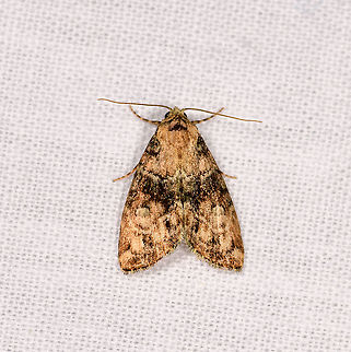 Yellow moth with stains, Andasibe, Madagascar  Africa,Andasibe,Geotagged,LepiLED,Madagascar,Madagascar 2019,Winter,World