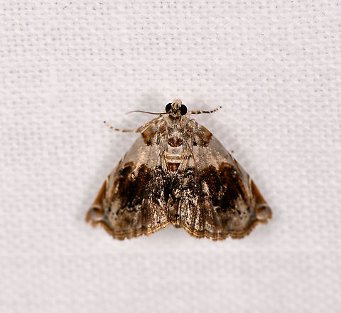 Small shiny moth, Andasibe, Madagascar This concludes the single night Andasibe mothing session. Species captured: 57. Africa,Andasibe,LepiLED,Madagascar,Madagascar 2019,World