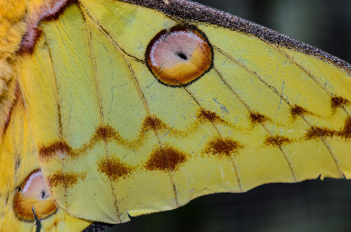 Closeup of male Cometh Moth wing Have a look at the enormous wing of the male cometh moth, spanning 20 centimeters. As you can see, the pattern is bright intimidating, mimicing the eye of a large bird or mammal. Argema mittrei,Comet Moth,Madagascar,Pyreras Reserve