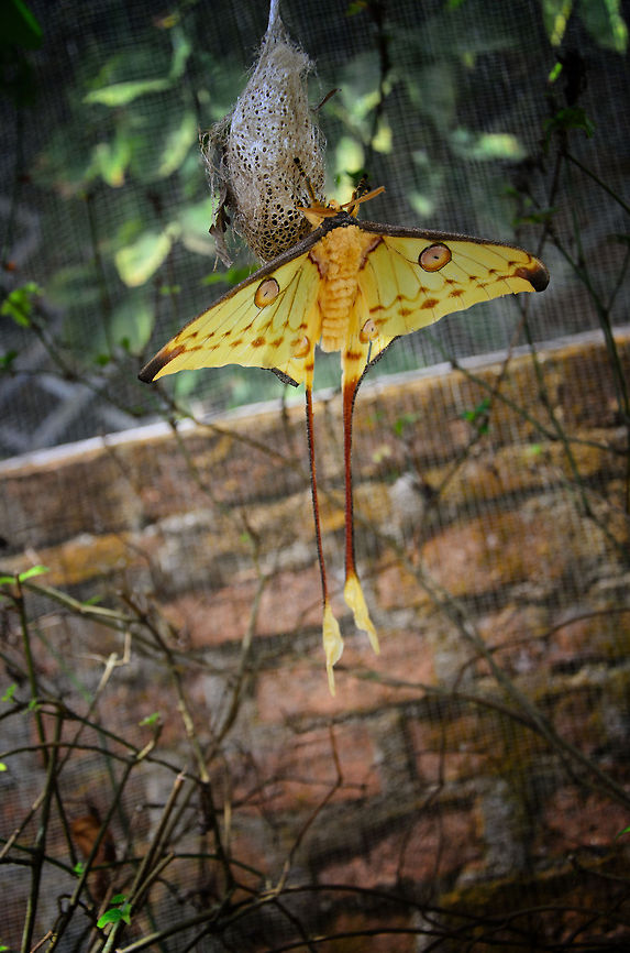 Full body view of a male Cometh Moth Here it is, one of Madagascar&#039;s most iconic species: the comet moth. This one is fully grown and adult. The sad thing is that adult comet moths can&#039;t feed for lack of a mouth, they die within 4 to 5 days. This was photographed on a reptile farm where these moths are succesfully bred. The chances of seeing this moth in this stage of life in the wild are very small. Argema mittrei,Comet Moth,Geotagged,Madagascar,Pyreras Reserve