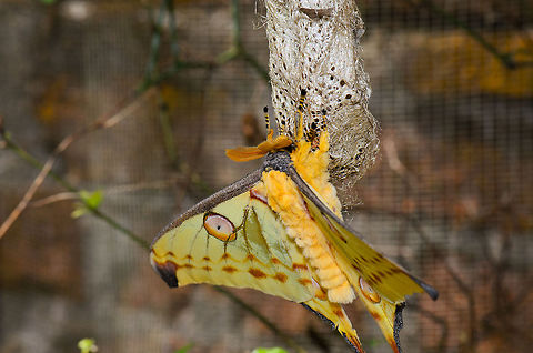 Male comet moth body closeup This shot shows the bulk of the cometh moth body when it is fully grown, you can see the large antennae as well as the thick yellow fur coat. Argema mittrei,Comet Moth,Madagascar,Pyreras Reserve