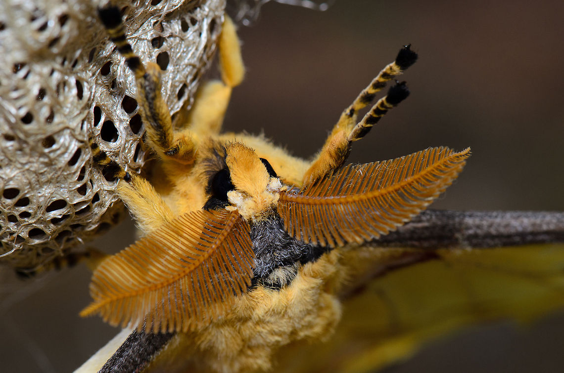 Male comet moth head macro Here is a closeup of the head of a male comet moth with a special emphasis on the large antennae. This moth is so large that it will scare you to death if it flies towards you. Although this photo does not suggest it, the adult male comet moth has no mouth, and thus cannot feed. This one will die within 4 days. Argema mittrei,Comet Moth,Madagascar,Pyreras Reserve