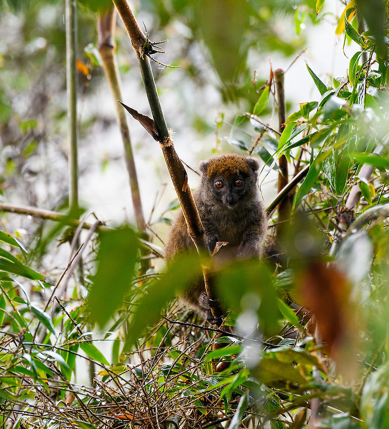 Eastern lesser bamboo lemur, Andasibe, Madagascar At the Andasibe research camp site, just before heading out for a hike, we found this bamboo lemur feeding on the edges of the camp site. There were 3 individuals but I only managed to capture this one. Africa,Andasibe,Eastern lesser bamboo lemur,Hapalemur griseus,Madagascar,Madagascar 2019,World