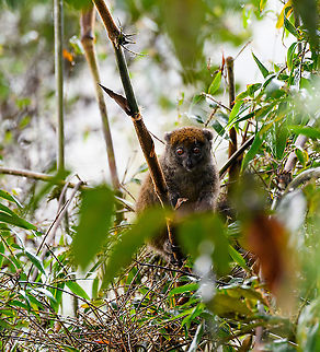 Eastern lesser bamboo lemur, Andasibe, Madagascar At the Andasibe research camp site, just before heading out for a hike, we found this bamboo lemur feeding on the edges of the camp site. There were 3 individuals but I only managed to capture this one. Africa,Andasibe,Eastern lesser bamboo lemur,Hapalemur griseus,Madagascar,Madagascar 2019,World