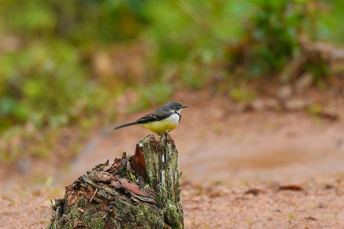 Madagascan wagtail, Andasibe, Madagascar I was observing this bird in disbelief. It was landing and obscenely wagging its behind. <br />
I ask, what is this bird wagging its tail?<br />
&quot;It&#039;s a wagtail&quot;.<br />
Oh. Africa,Andasibe,Geotagged,Madagascan wagtail,Madagascar,Madagascar 2019,Motacilla flaviventris,Winter,World