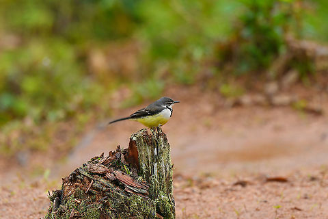 Madagascan wagtail, Andasibe, Madagascar I was observing this bird in disbelief. It was landing and obscenely wagging its behind. 
I ask, what is this bird wagging its tail?
"It's a wagtail".
Oh. Africa,Andasibe,Geotagged,Madagascan wagtail,Madagascar,Madagascar 2019,Motacilla flaviventris,Winter,World