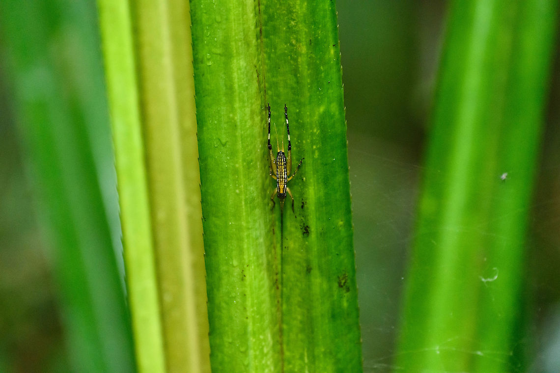 Colorful katydid, Andasibe, Madagascar A quick shot with the tele as I did not have macro ready, so quality is poor. Still wanted to share this colorful one. Africa,Andasibe,Madagascar,Madagascar 2019,World